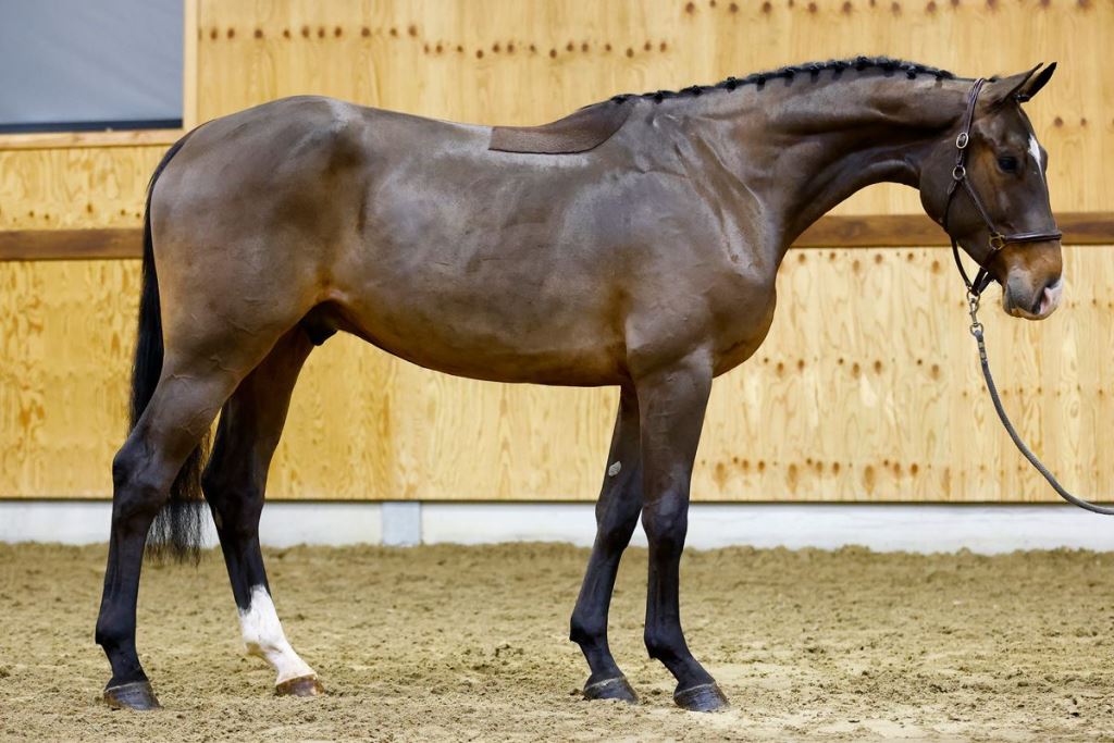 Cresswall vd Holsteinerhoeve Z